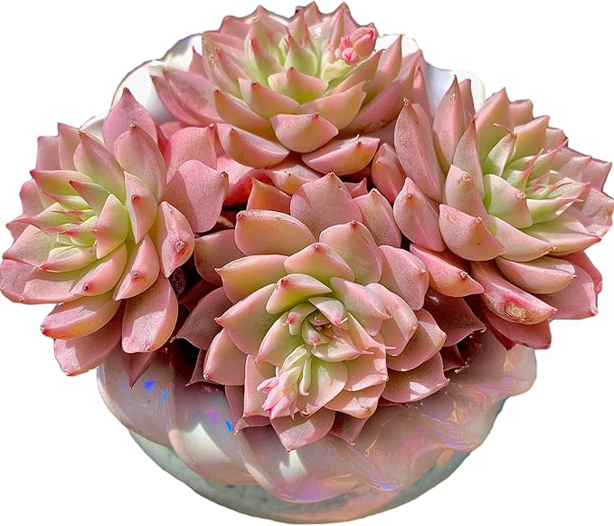 FWPP Succulents Live Echeveria Margaret,Pink Multi Headed Clustered Rare Plants,Bare Root Without Pot Soil,Indoor Live Succulent Plants are Suitable as Gifts and Decorations