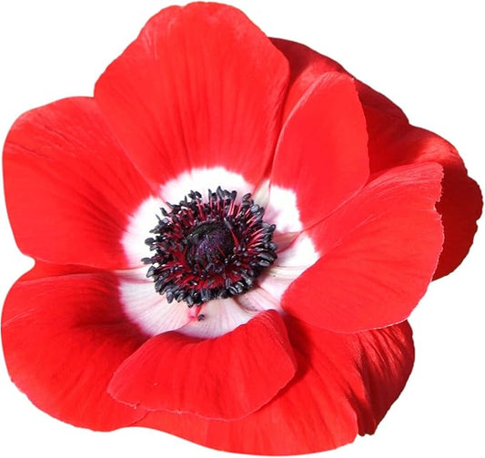 Easy to Grow Anemone Italian Mistral Plus Rosso - 10 Plant Bulbs, Red & White Flowers in Spring Gardens Full Sun