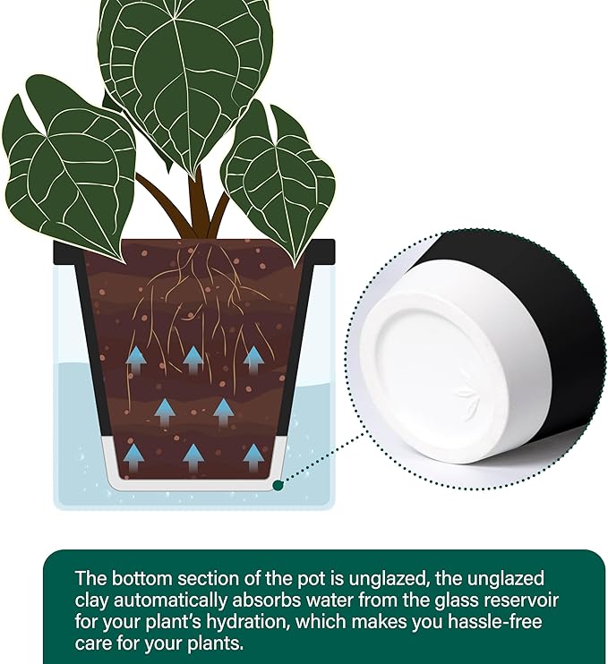 D'vine Dev 6 Inch Design Self Watering Planter for Indoor Plants, Black Terracotta Pot with Cylinder Glass Cup, 37-X-B-3
