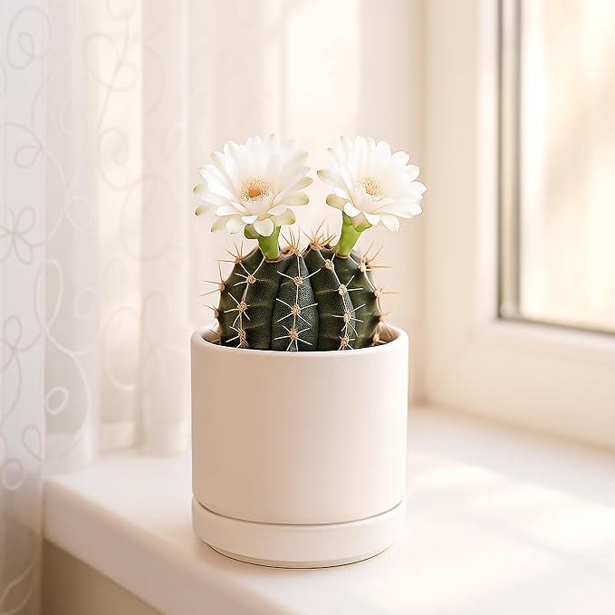 D'vine Dev Set of 4 Small Ceramic Plant Pots, 3.5 Inch Succulent Planter Pot for Plants with Drainage Hole and Saucer, Oatmeal, 94-X-A-8