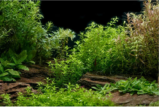 Aquarium Background Underwater Green Grass Leaves Stone Aquarium Backdrop Vivid and Fresh Green Aquatic Plant Stone River Bed and Lake Fish Tank Background Decor Vinyl 72x24in