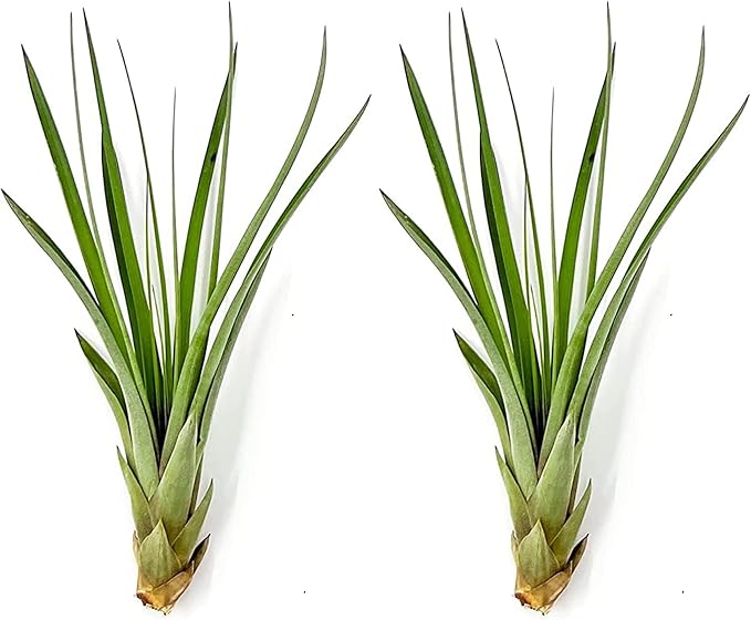 Air Plants - Tillandsia Fasciculata Tricolor, Large 4-6" - 2ct - Live Arrival Guaranteed - House Plants for Home Decor & Gift