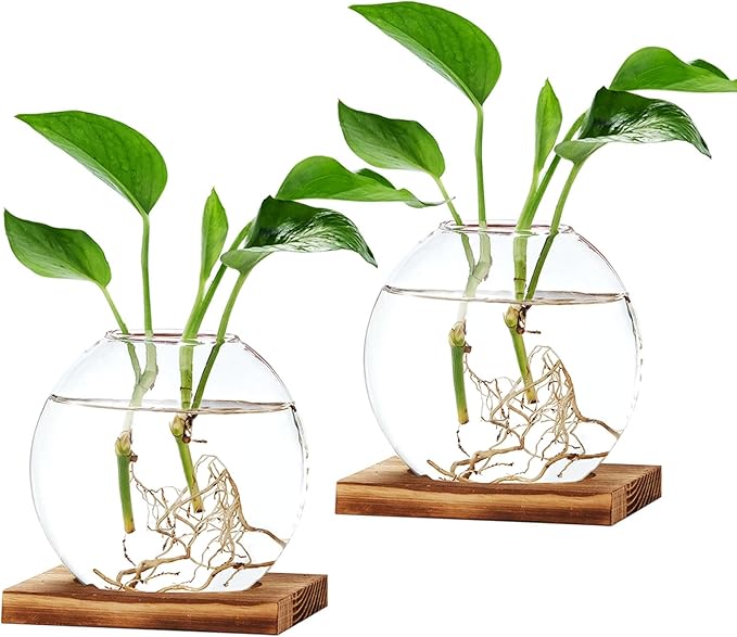 2 Pack Plant Propagation Station with Wooden Base Glass Terrariums for Indoor Plants Decorative Round Vases for Flowers Hydroponic Planter for Home Office Decor