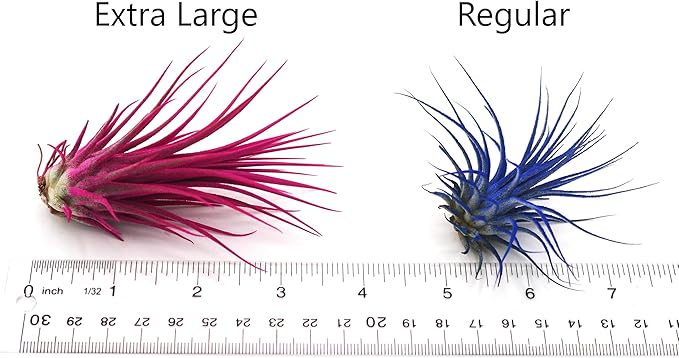 Dyed Tillandsia Ionantha Guatemala Enhanced Colored Colorful Air Plant Live Easy Care Indoor Outdoor Home Decor Gift Airplant by Awesome Industries Live Arrival Guaranteed (Twilight)