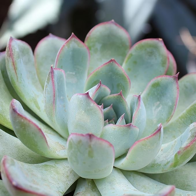 Altman Plants, Live Succulent Plants (20 Pack) Assorted Potted Succulents Plants Live House Plants in Cacti and Succulent Soil Mix, Cactus Plants Live Indoor Plants Live Houseplants in Planter Pots