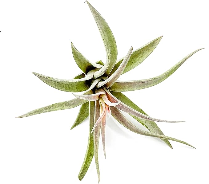 Air Plants - Flowering Tillandsia Harrisii, Large 3-5" - 1ct - Live Arrival Guaranteed - House Plants for Home Decor & Gift
