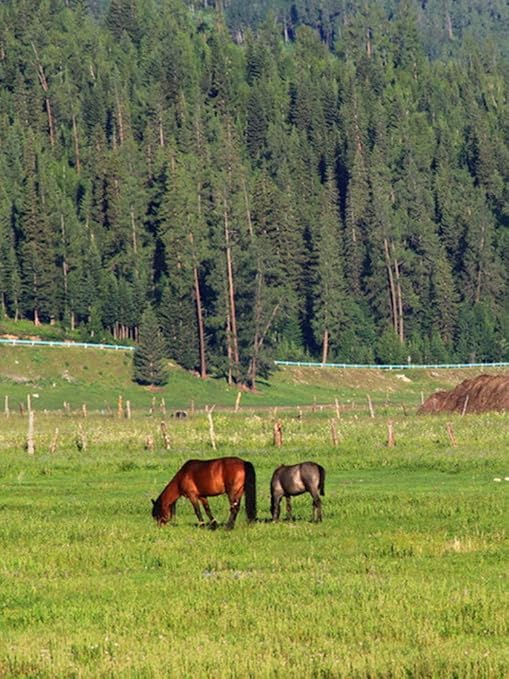 Electric Fence Polywire 1312 Feet，400 Meter，6 Stainless Steel Strands for Reliable Conductivity and Rust Resistance，Portable Electric Fence Rope