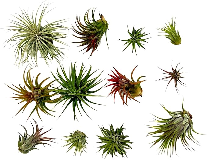 Air Plants - Tillandsia Ionantha Pack, Regular 1-3" - 12ct - Live Arrival Guaranteed - House Plants for Home Decor & Gift