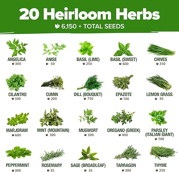 HOME GROWN 20 Herb Seeds for Planting 6,000+ Non-GMO Heirloom Seeds | Extra Large Variety Pack Herb Kit – Indoor Outdoor & Hydroponic | Culinary Seed Set | Grow Your Own Herbs | Gardening Gift