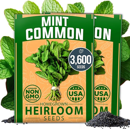 HOME GROWN Premium Common Mint Seeds (Bulk Pack) 3,600 𝗡𝗢𝗡-𝗚𝗠𝗢 𝗨𝗦𝗔 Heirloom Herb Seeds, USA Sourced | Ideal for Planting Outdoors or Indoors for a Fresh Mint Tea Garden (Mentha spp)