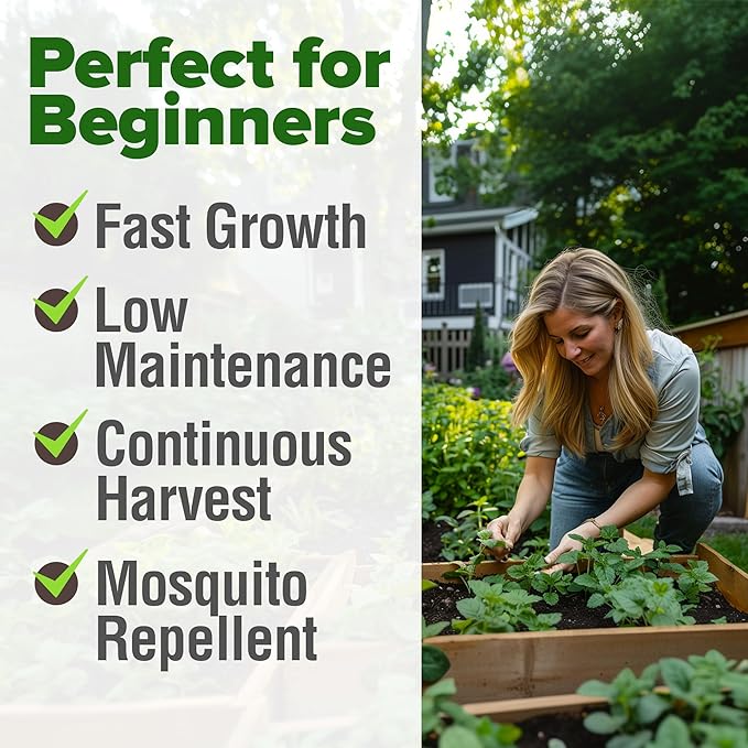 HOME GROWN Lemon Balm Seeds– 806 𝗡𝗢𝗡-𝗚𝗠𝗢 Heirloom Seeds for Planting – Melissa officinalis Herb for Tea, Garden, Indoor or Outdoor Growing–Plant for Pots, Beds & Hydroponics(Melissa officinalis)