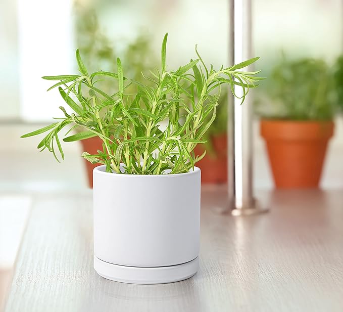 D'vine Dev Set of 2 Plants Pot, 4.6 Inch Ceramic Planter Pot for Plants with Drainage Hole and Saucer, White, 94-V-B-1