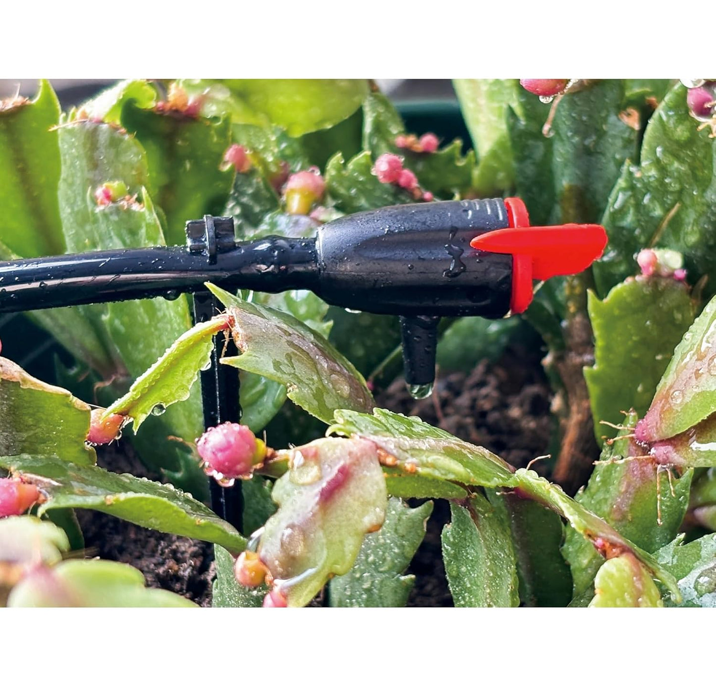 AEO Solar-Powered Automatic Watering Drip Irrigation System, 20 Adjustable Drippers, 65 ft for Balcony Greenhouse Raised Garden Bed