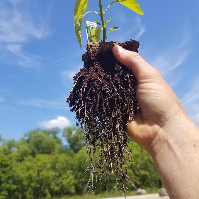 Daniel's Plants 4" Naked Pots | Large Natural Plantable Seed Starter Pots | OMRI-Listed Biodegradable Pots for Seedlings | Enhanced Aeration | Earth Friendly - Peat Free | 10 Pack 4 Inch Round