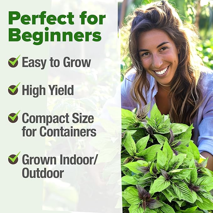 HOME GROWN Thai Basil Seeds Pack - 876 High Germination 𝗡𝗢𝗡-𝗚𝗠𝗢 𝗨𝗦𝗔 Heirloom Herb Seeds for Planting,Ideal for Growing Fresh Basil Planting Indoor or Outdoor(Ocimum basilicum var.thyrsiflora)