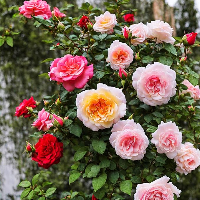 100+ Rose Seeds: 16 Blue Red Pink Yellow Heirloom Varieties for Colorful Perennial Shrubs