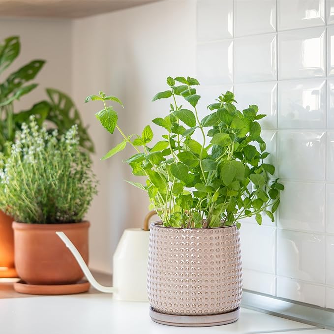 D'vine Dev 6 Inch Ceramic Beaded Stoneware Planter Pot - Flower Pot with Drainage Holes and Saucers for Indoor Succulent Plants or Flowers, Light Brown, 27-C-X-4