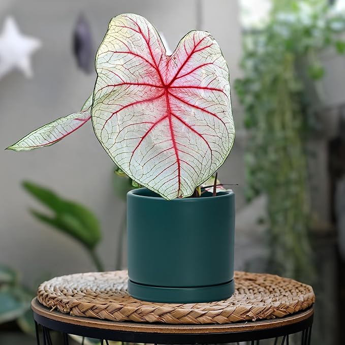 D'vine Dev 4.6 Inch & 6 Inch Ceramic Planter Pots for Plants with Drainage Hole and Saucer, Small Plant Pots Set, Teal, 94-G-S-9