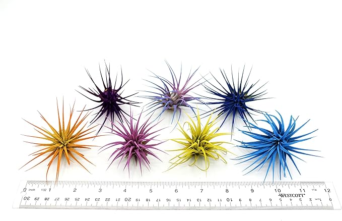 Dyed Tillandsia Ionantha Guatemala Enhanced Colored Colorful Air Plant Live Easy Care Indoor Outdoor Home Decor Gift Airplant by Awesome Industries Live Arrival Guaranteed (Purple)