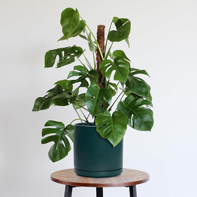 D'vine Dev Set of 2 Plants Pots, 10 Inch Ceramic Planter Pot for Plants with Drainage Hole and Saucer, Teal, 94-V-E-9