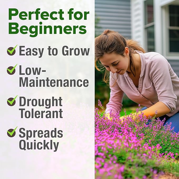 Home Grown Purple Creeping Thyme Seeds – Non-GMO Ground Cover Flowers – 22000+ Edible Herb Seeds for Planting Lawns & Paths – 3g Perennial Thymus serpyllum