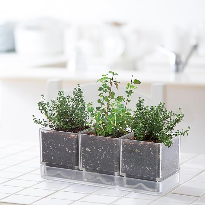 D'vine Dev Herb Garden Planter Set, Plastic Plant Pots with Drainage and Saucer, Indoor Succulent Cactus Vegetable Pot for Windowsill, Garden Balcony, Clear, Set of 1, 76-V-D-1