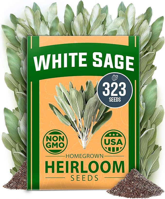 HOME GROWN 𝗨𝗦𝗔 𝗣𝗥𝗘𝗠𝗜𝗨𝗠 White Sage Seeds 323 Pack 𝗡𝗢𝗡-𝗚𝗠𝗢 Heirloom Seeds - Grow Aromatic Sage Plants for Your Herb Seeds Garden with Sage for Planting Outdoor or Indoor (Salvia apiana)