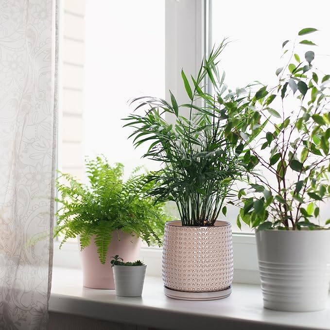 D'vine Dev 6 Inch Ceramic Beaded Stoneware Planter Pot - Flower Pot with Drainage Holes and Saucers for Indoor Succulent Plants or Flowers, Light Brown, 27-C-X-4