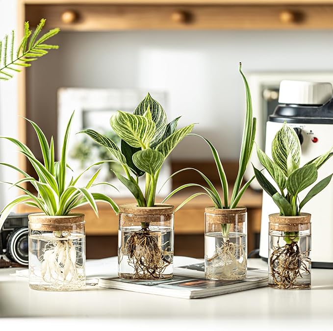 Glass Plant Propagation Stations for Plants – Set of 4(2 Large & 2 Small) Hydroponic Vases for Plant Cuttings,Flower Arrangements, Home & Office Decor–Desktop Vases for Living Room, Bedroom (4)