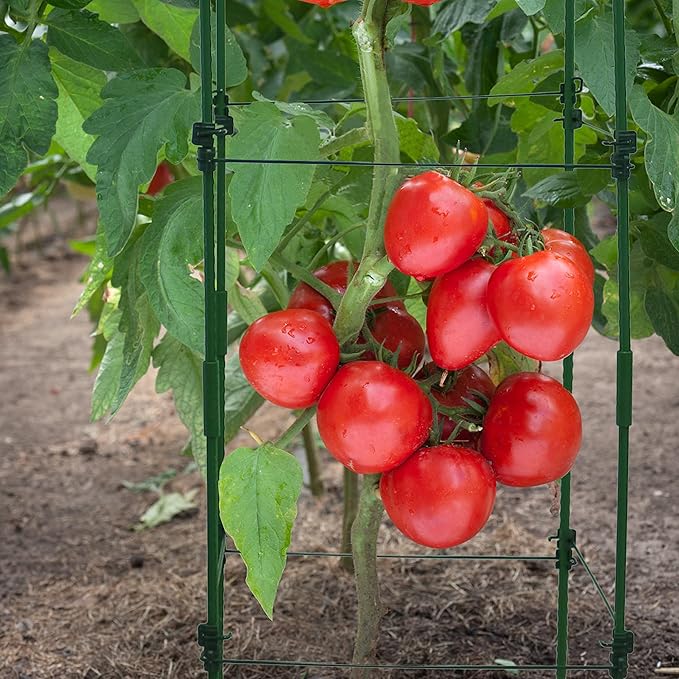Gardzen Multi-use Tomato Cage Plants Support, Trellis Climbing Cage Stand for Pepper Eggplant Tomato Flowers