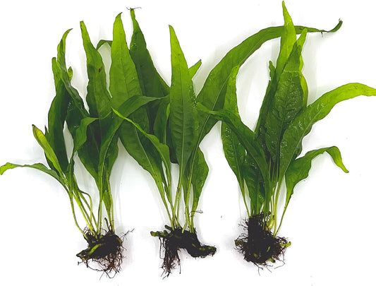 3 Aquatic Plants Bundle | Live Plants for Freshwater Aquariums (3 X Microsorum Java Fern Plants)
