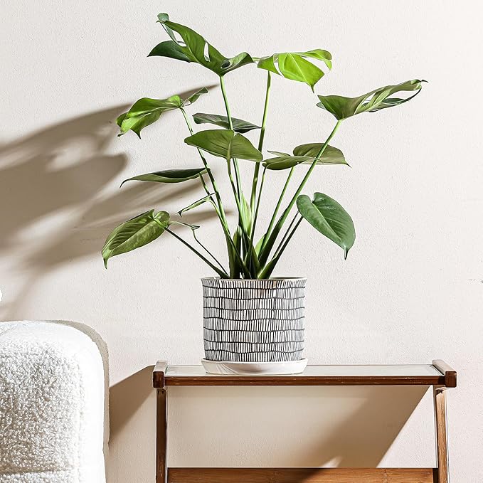 8 Inch Plant Pot: Ceramic Planter with Drainage Hole & Saucer - Cylinder Flowerpot for Indoor & Outdoor Plants - with Separate Tray for Home & Office - Striped Design