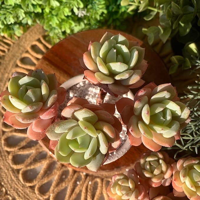 FWPP Live Succulents Plants Echeveria Love Song 3.5 inches,Rare Succulents Bare Root Without Pot Soil, Live Plants Indoor Office Decoration Wedding and Gift