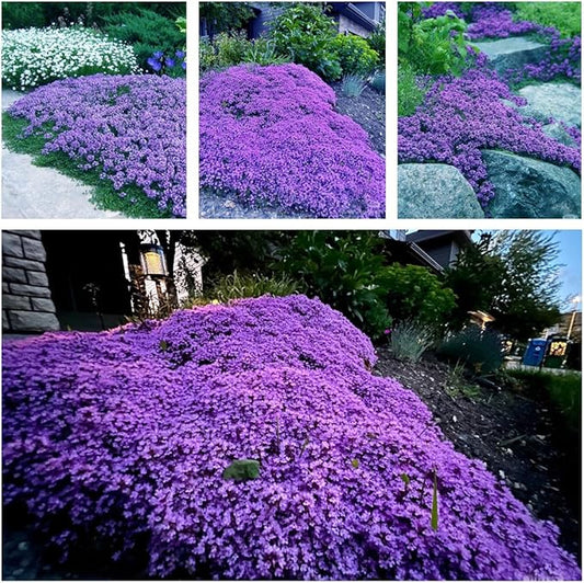 20,000+ Creeping Thyme Seeds Ground Cover, Non-GMO Perennial Flower Seeds, Hardy Thymus Serpyllum, Creeping Phlox Alternative for Landscaping & Garden Paths (Purple)