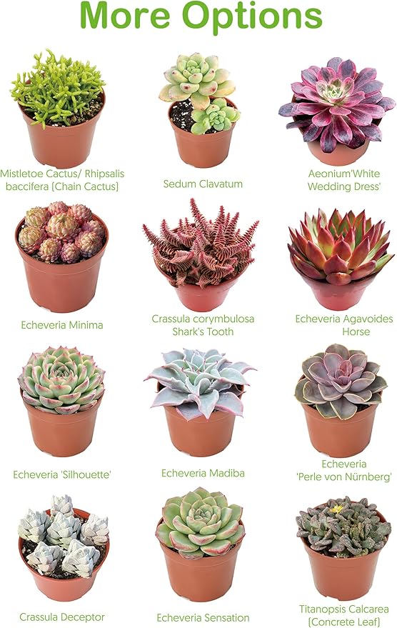 4-inch Succulent Echeveria 'Biante', Live Succulents Plants Fully Rooted in Pots with Soil, Easy-Care House Plants for DIY, Home Office Decoration