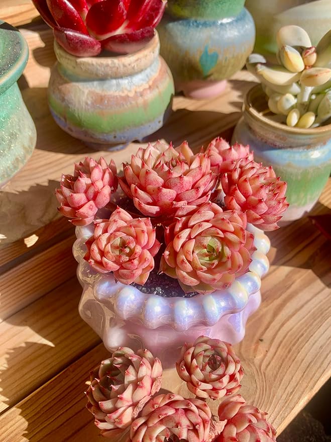 Echeveria Ben Badis Rare Live Succulent Plants, Red 4-5 Heads 3" Live Plant, Package Without Pot & Soil, Garden Indoor Office Desk, Wedding Party Baby Shower Decoration, Friend Plant Lovers Gifts