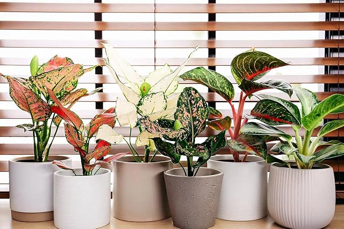 Elevate Your Space with Gardenera's Organic Potting Mix - Tailored for Thriving Aglaonema Plants and Lush Leaves - 2 Quart