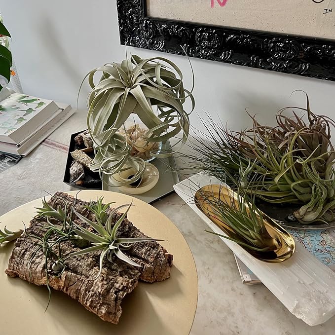 Air Plants - Loki Gift Box - 9ct - Live Arrival Guaranteed - House Plants for Home Decor & Gift