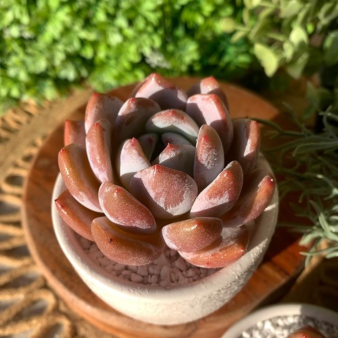 FWPP Live Succulents Plants Echeveria Sang-A 4.3 inches,Rare Succulents Bare Root Without Pot Soil, Live Plants Indoor Office Decoration Wedding and Gift
