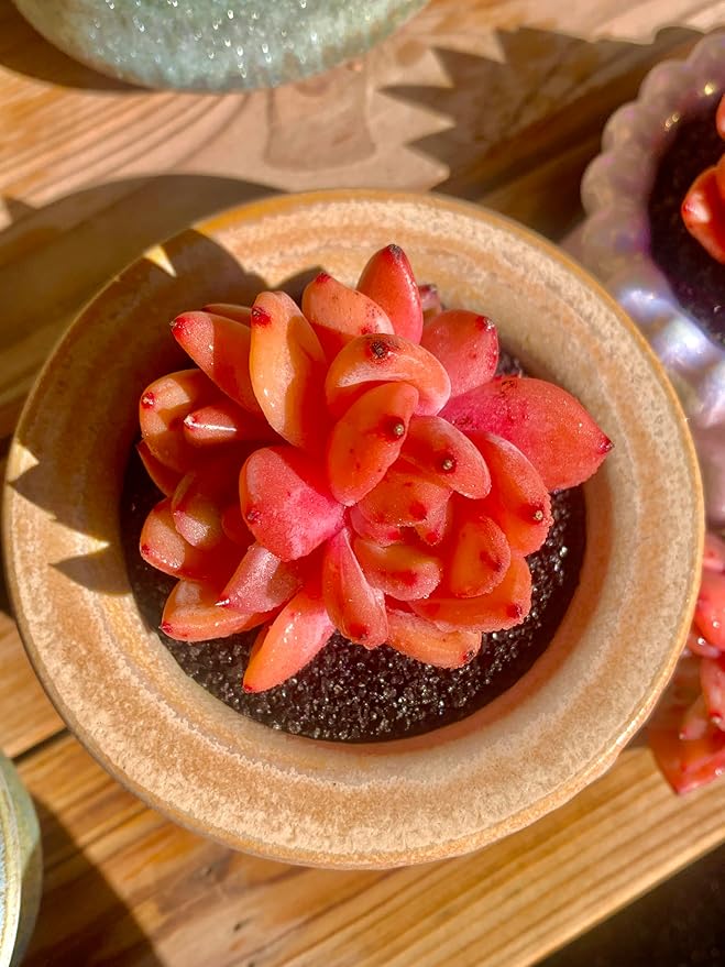 FWPP Echeveria Champagne Rare Live Succulent Plants, Wine 2.5 inches Live Plants Indoor,Bare Root Without Pot Soil,Desk Wedding Baby Shower Decoration Friend Plant Lover Gift