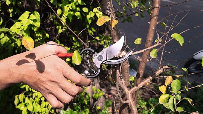 DAESUNG Bypass Pruning Shears For Gardening, Bypass Pruner For Gardening Heavy Duty, Bypass Pruners, Garden Shears Pruning Heavy Duty, with 5/8 Inch Cutting Capacity VGS-001 (Made in Vietnam)