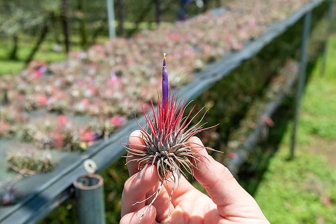 50 Pack Air Plants Assorted Tillandsia Ionantha - Live Succulent House Plants - Available in Wholesale and Bulk - Home and Garden Decor - Easy Care Indoor and Outdoor Plants