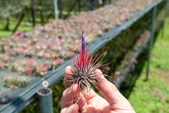 24 Pack Air Plants Assorted Tillandsia Ionantha - Live Succulent House Plants - Available in Wholesale and Bulk - Home and Garden Decor - Easy Care Indoor and Outdoor Plants