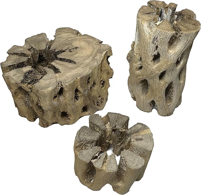 3 Natural Cholla Wood Air Plant Display Holders Tiered 1, 2 & 3 inch Individually Unique Round Decorative Stands