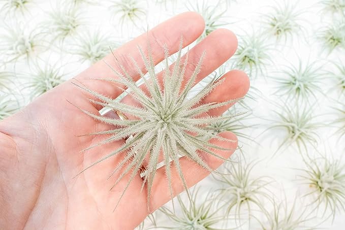 Air Plant Shop 5 Pack Rare Tectorum Ecuador Air Plants - Unique, Bright White, Nursery-Grown Tillandsia House Plant with Fuzzy Trichomes for Terrariums, Driftwood & Living Walls - Wholesale