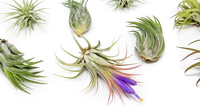 5 Pack Air Plants Assorted Tillandsia Ionantha - Live Succulent House Plants - Available in Wholesale and Bulk - Home and Garden Decor - Easy Care Indoor and Outdoor Plants