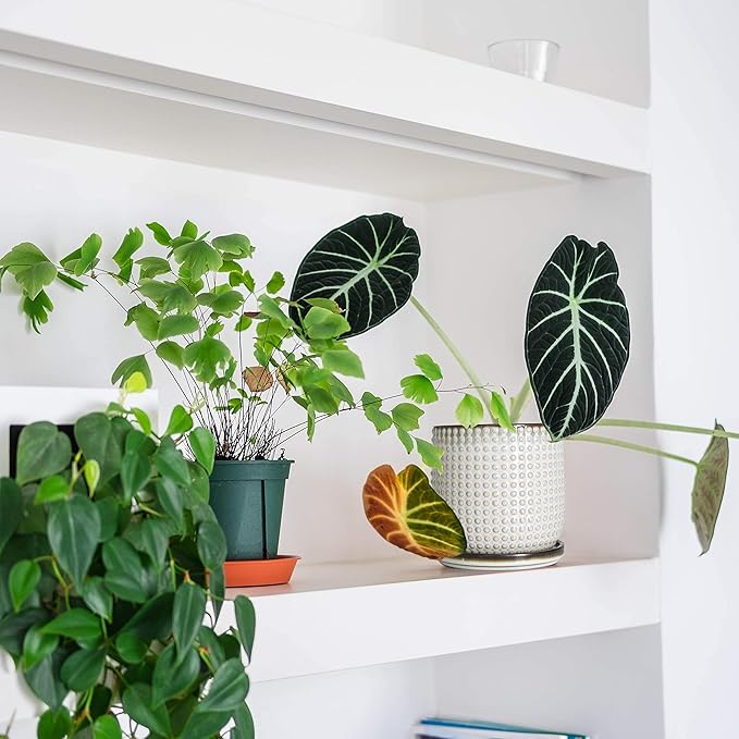 D'vine Dev Set of 2 Ceramic Plants Pots, 4 Inch Beaded Stoneware Flower Pot for Plants with Drainage Hole and Saucer, Smoked White, 27-E-Z-1