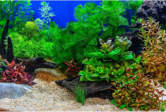 Aquarium Background Underwater Grass Leaves with Pebble Aquarium Backdrop Vivid and Fresh Green Aquatic Plant Stone River Bed and Lake Fish Deadwood Tank Background Decor Vinyl 72x16in