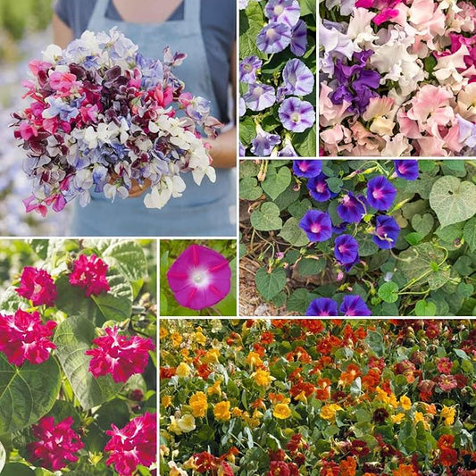 Eden Brothers Colorful Climbers Flower Mixed Seeds for Planting, 1 lb, 480,000+ Seeds with Morning Glory, Sweet Pea | Attracts Pollinators, Plant in Spring or Fall, Zones 3, 4, 5, 6, 7, 8, 9, 10