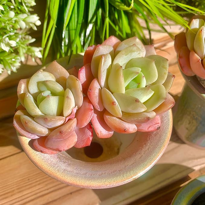 FWPP Live Succulents Plants Echeveria Love Song 2 Heads 3 inches,Rare Succulents Bare Root Without Pot Soil, Live Plants Indoor Office Decoration Wedding and Gift